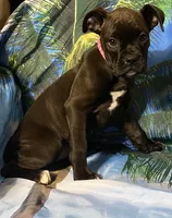 Pink-50% Euro, a female Boxer for sale in Methuen, MA – 1 of 9