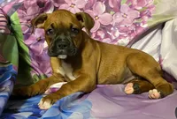 Purple-AKC 50% Euro , a female Boxer for sale in Methuen, MA – 4 of 6