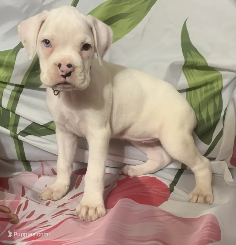 Black-ACA 50% Euro – Boxer puppy for sale in Methuen, MA