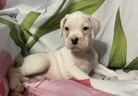 Tan-ACA 50% Euro, a male Boxer for sale in Methuen, MA – 7 of 8