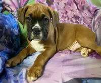 Aqua-Pending Jackie, a male Boxer for sale in Methuen, MA – 1 of 10