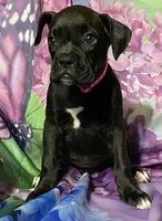 Pink-AKC 50% Euro, a female Boxer for sale in Methuen, MA – 5 of 5