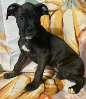 Pink-Pending Tony, a female Boxer for sale in Methuen, MA – 2 of 10