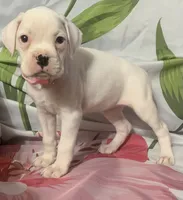 Pink-50% Euro, a female Boxer for sale in Methuen, MA – 2 of 8