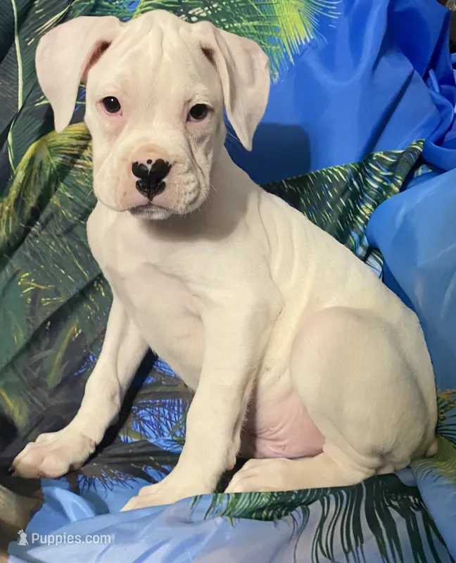 Tan-ACA 50% Euro – Boxer puppy for sale in Methuen, MA