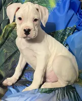Tan-ACA 50% Euro, a male Boxer for sale in Methuen, MA – 1 of 9