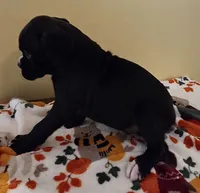 Green-AKC 50% Euro, a male Boxer for sale in Methuen, MA – 5 of 6