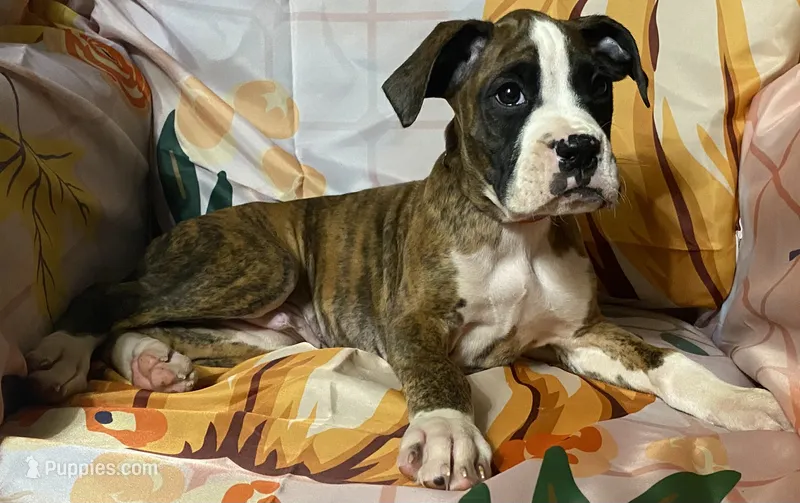 Red-AKC 37.5% Euro – Boxer puppy for sale in Methuen, MA