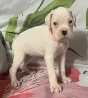 Pink-50% Euro, a female Boxer for sale in Methuen, MA – 4 of 8
