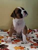 Black Stripe-AKC 50% Euro, a male Boxer for sale in Methuen, MA – 3 of 8