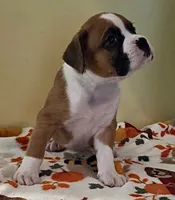 Black Stripe-AKC 50% Euro, a male Boxer for sale in Methuen, MA – 5 of 8