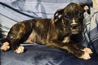 Yellow-AKC 37.5% Euro, a female Boxer for sale in Methuen, MA – 4 of 4