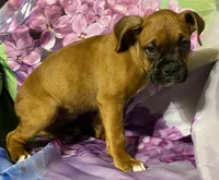 Purple-AKC 50% Euro , a female Boxer for sale in Methuen, MA – 3 of 6