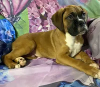 Red-ACA 37.5% Euro, a male Boxer for sale in Methuen, MA – 2 of 10