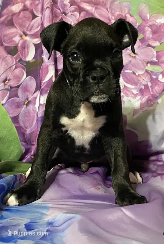 Green-AKC 50% Euro – Boxer puppy for sale in Methuen, MA