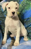 Tan-ACA 50% Euro, a male Boxer for sale in Methuen, MA – 3 of 9