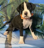 Orange-AKC 50% Euro, a female Boxer for sale in Methuen, MA – 5 of 7