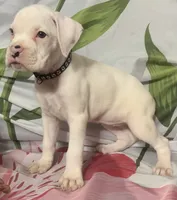 Black-ACA 50% Euro, a female Boxer for sale in Methuen, MA – 8 of 8