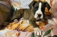 Red-AKC pending Katie&Jaycob, a male Boxer for sale in Methuen, MA – 5 of 9