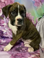 Black-ACA 37.5% Euro, a male Boxer for sale in Methuen, MA – Photo 5 of 9