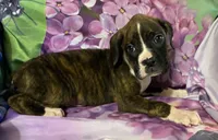 Black-ACA 37.5% Euro, a male Boxer for sale in Methuen, MA – Photo 6 of 9