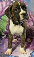 Black-ACA 37.5% Euro, a male Boxer for sale in Methuen, MA – Photo 3 of 9