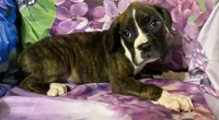 Black-ACA 37.5% Euro, a male Boxer for sale in Methuen, MA – Photo 7 of 9