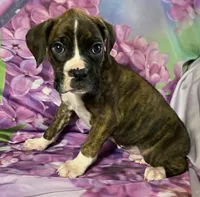 Black-ACA 37.5% Euro, a male Boxer for sale in Methuen, MA – Photo 9 of 9