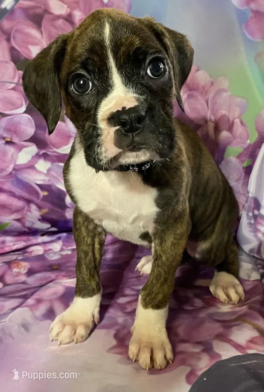 Black-ACA 37.5% Euro, a male Boxer for sale in Methuen, MA – Photo 1 of 9