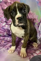 Black-ACA 37.5% Euro, a male Boxer for sale in Methuen, MA – Photo 1 of 9