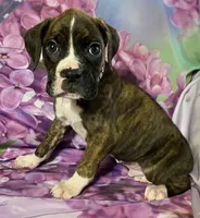 Black-ACA 37.5% Euro, a male Boxer for sale in Methuen, MA – Photo 8 of 9