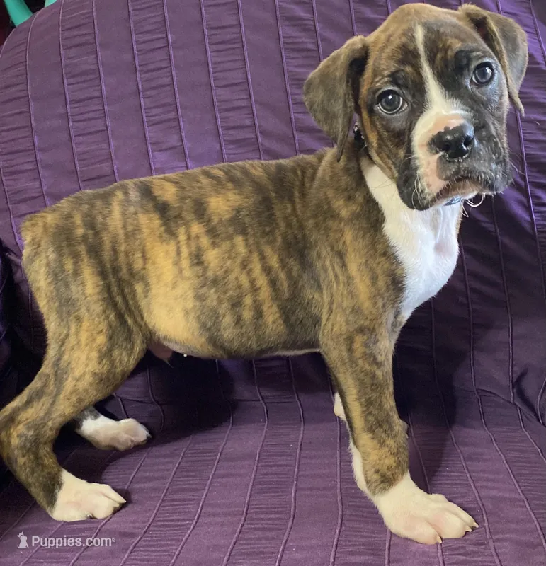 Black-ACA 37.5% Euro – Boxer puppy for sale in Methuen, MA