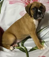 Red-ACA 37.5% Euro, a male Boxer for sale in Methuen, MA – 9 of 10