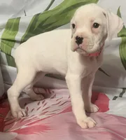 Pink-50% Euro, a female Boxer for sale in Methuen, MA – 5 of 8