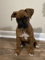 Purple-Pending Jill, a female Boxer for sale in Methuen, MA – 3 of 10