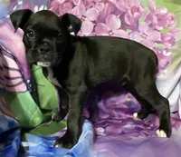 Green-AKC 50% Euro, a male Boxer for sale in Methuen, MA – 7 of 8