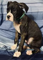 Green-AKC 37.5% Euro, a male Boxer for sale in Methuen, MA – 2 of 6