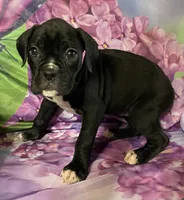Dark Pink-ACA 37.5% Euro, a female Boxer for sale in Methuen, MA – Photo 7 of 8