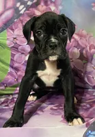 Dark Pink-ACA 37.5% Euro, a female Boxer for sale in Methuen, MA – Photo 2 of 8