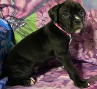 Dark Pink-ACA 37.5% Euro, a female Boxer for sale in Methuen, MA – Photo 6 of 8