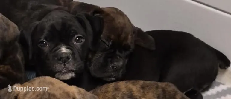 Dark Pink-ACA 37.5% Euro – Boxer puppy for sale in Methuen, MA