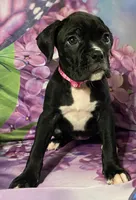 Dark Pink-ACA 37.5% Euro, a female Boxer for sale in Methuen, MA – Photo 3 of 8