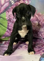 Dark Pink-ACA 37.5% Euro, a female Boxer for sale in Methuen, MA – Photo 5 of 8