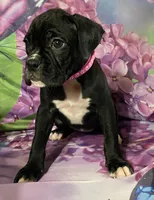 Dark Pink-ACA 37.5% Euro, a female Boxer for sale in Methuen, MA – Photo 4 of 8