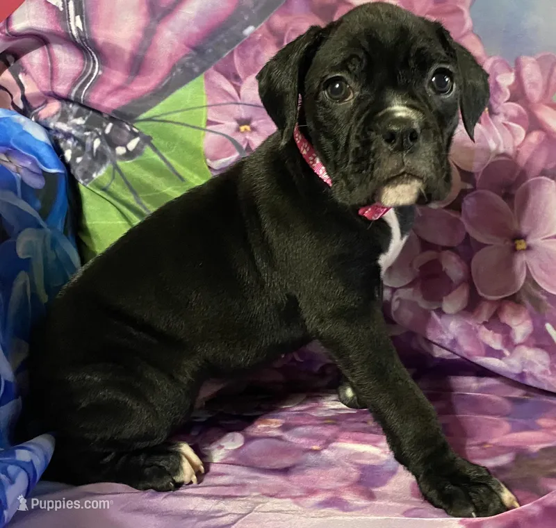 Dark Pink-ACA 37.5% Euro, a female Boxer for sale in Methuen, MA – Photo 1 of 8