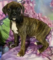 Green-ACA 37.5% Euro, a male Boxer for sale in Methuen, MA – Photo 6 of 8