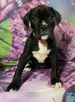Dark Pink-ACA 37.5% Euro, a female Boxer for sale in Methuen, MA – Photo 8 of 8