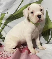 Green-ACA 50% Euro, a male Boxer for sale in Methuen, MA – 3 of 6