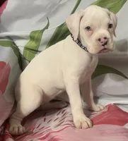 Black-ACA 50% Euro, a female Boxer for sale in Methuen, MA – 3 of 8