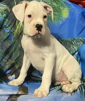 Green-ACA 50% Euro, a male Boxer for sale in Methuen, MA – 4 of 8